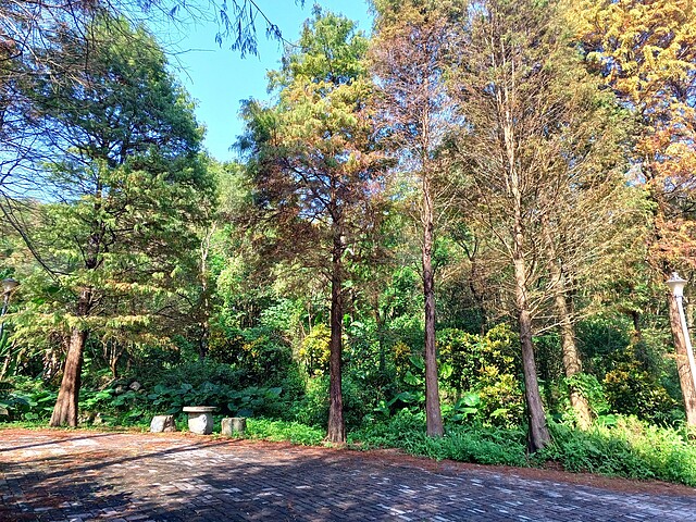 麗山農民廣場落羽松美景。圖/北市工務局提供
